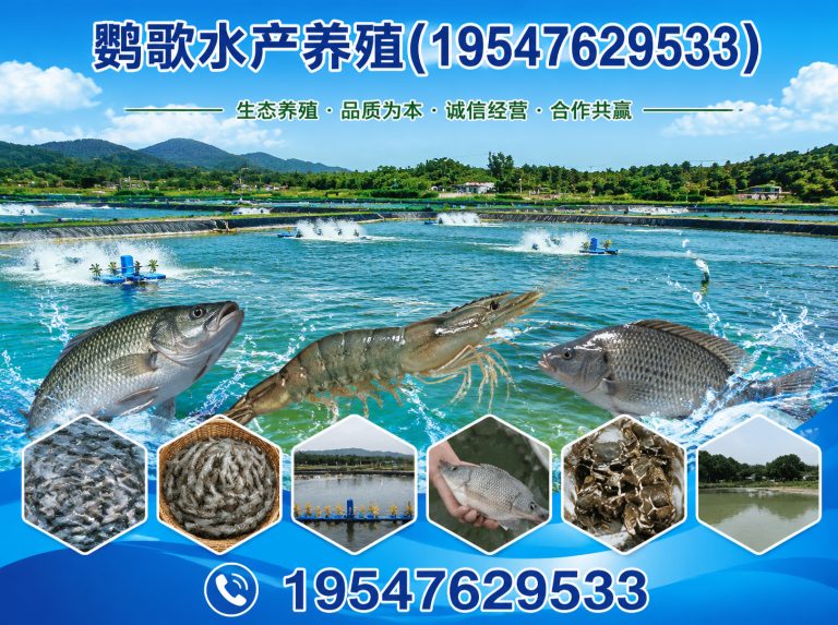 武侯区鹦鹉养殖公司展示图