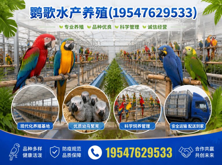 武侯区非洲灰鹦鹉展示图