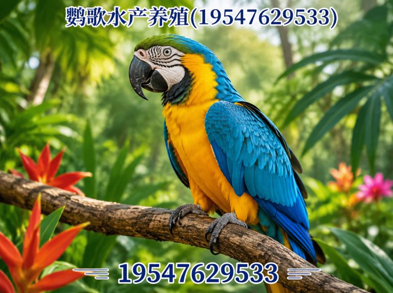 武侯区西南鹦鹉品牌展示图