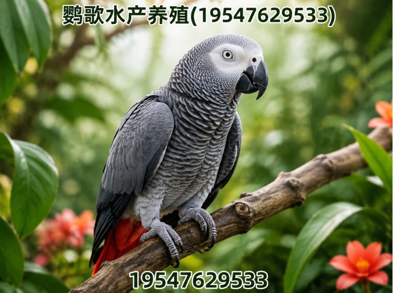 武侯区合规鹦鹉养殖展示图